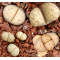 C180 - Plant
